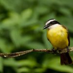 Vocal Muscle Activity in Sleeping Birds Turned into Music