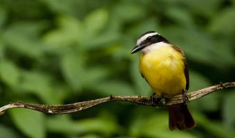 Vocal Muscle Activity in Sleeping Birds Turned into Music