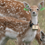 Sleeping Habits of Newborn Deer Mirror Those of Human Infants 