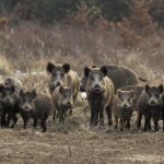 Wild Boars' Sleep Variability Linked to Environmental Conditions