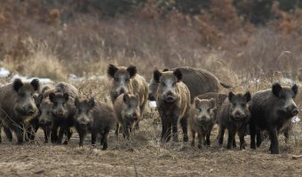 Wild Boars' Sleep Variability Linked to Environmental Conditions