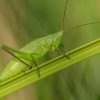 Edible Grasshoppers May Improve Sleep and Overall Health