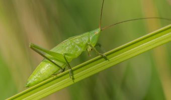 Edible Grasshoppers May Improve Sleep and Overall Health